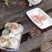 photo de livraison pour Les chats de l'Indifférence