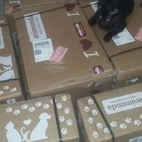 photo de livraison pour Les Chats-Pitresdelavi-Ste