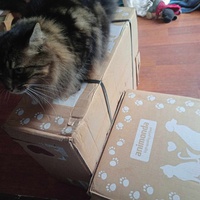 photo de livraison pour Le Cercle des Chats Libres du Pays de Vannes