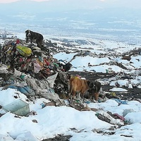 photo de livraison pour Civic Initiative Kane Korzo Skopje