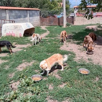 photo de livraison pour Serbian Society for the Protection of Animals - SSPA