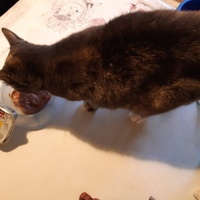 photo de livraison pour Pour l'Amour des Chats