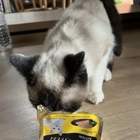 photo de livraison pour Les chats de l'Indifférence