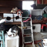 photo de livraison pour Une vie, Un chat