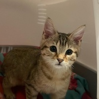 photo de livraison pour L'Arche de Tika