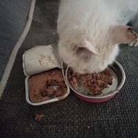 photo de livraison pour Chats Grains d'Amour