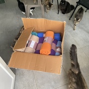 photo de livraison pour SADF (Sauvetage des animaux domestiques de France)
