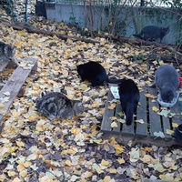 photo de livraison pour Chats Sans Toit 54