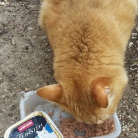 photo de livraison pour Les Chats-Pitresdelavi-Ste