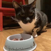 photo de livraison pour Association C.A.T.S. Chat Animal Terrien Solidarité