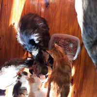 photo de livraison pour Jardin des Chats