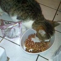 photo de livraison pour Les Chats de la Rue