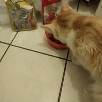 photo de livraison pour Les Chats de la Rue