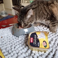 photo de livraison pour Les chats de l'Indifférence