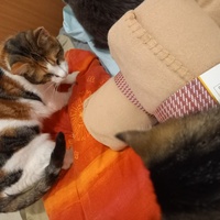 photo de livraison pour Les Pattounes de l'Espoir