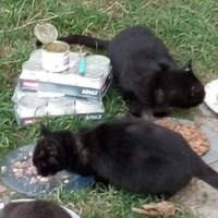 photo de livraison pour Les chats Port-Saint-Louisiens