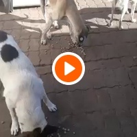 photo de livraison pour Comme Chiens et Chats Maroc