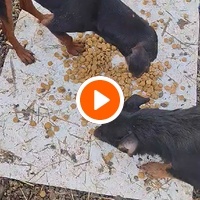 photo de livraison pour Spaske