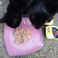 photo de livraison pour Les chats libres de Caro
