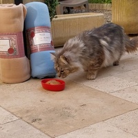 photo de livraison pour Clan du chat libre
