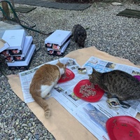 photo de livraison pour Les chats de chez nous