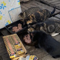 photo de livraison pour Les chats Port-Saint-Louisiens