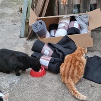 photo de livraison pour Les Chats'nonymes