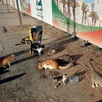 photo de livraison pour ADAN Essaouira