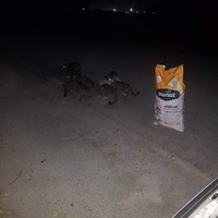 photo de livraison pour Association des Chats Camarguais