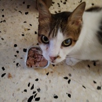 photo de livraison pour Chats Grains d'Amour