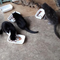photo de livraison pour Une vie, Un chat