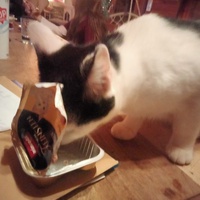 photo de livraison pour Chats errants du val du crenu