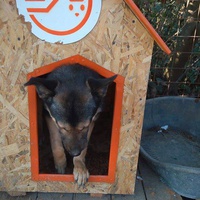 photo de livraison pour Refuge pour chiens de Baia Mare