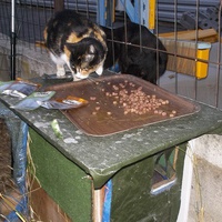 photo de livraison pour L'Ecole du Chat Istreen