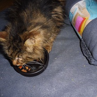 photo de livraison pour Au Bonheur des Chats Libres