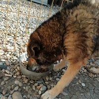 photo de livraison pour Civic Initiative Kane Korzo Skopje