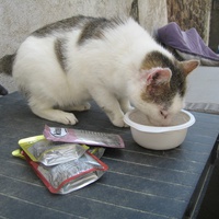 photo de livraison pour Jardin des Chats