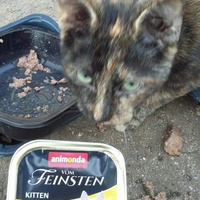 photo de livraison pour Les Chats-Pitresdelavi-Ste