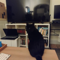photo de livraison pour Catmondou