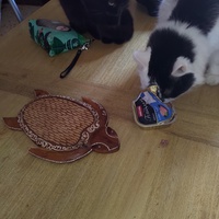 photo de livraison pour Chats Grains d'Amour