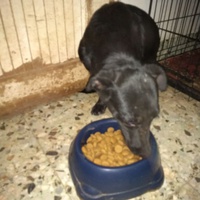 photo de livraison pour Lina's animal rescue