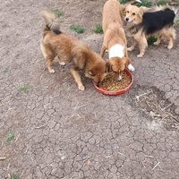 photo de livraison pour Serbian Society for the Protection of Animals - SSPA