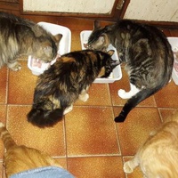 photo de livraison pour Une vie, Un chat