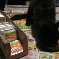 photo de livraison pour Au Bonheur des Chats Libres