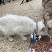 photo de livraison pour SADF (Sauvetage des animaux domestiques de France)