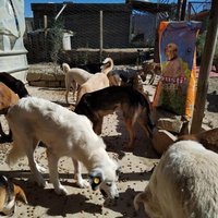 photo de livraison pour Sanctuaire de la Faune de Tanger (SFT)