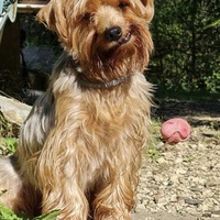 photo de livraison pour Association Nos Amis Nos Animaux
