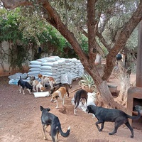 photo de livraison pour Help Adopt Moroccan Animals