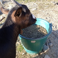 photo de livraison pour La Ferme des Zanimobiles