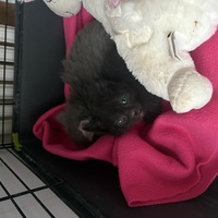 photo de livraison pour Chat Gratouille